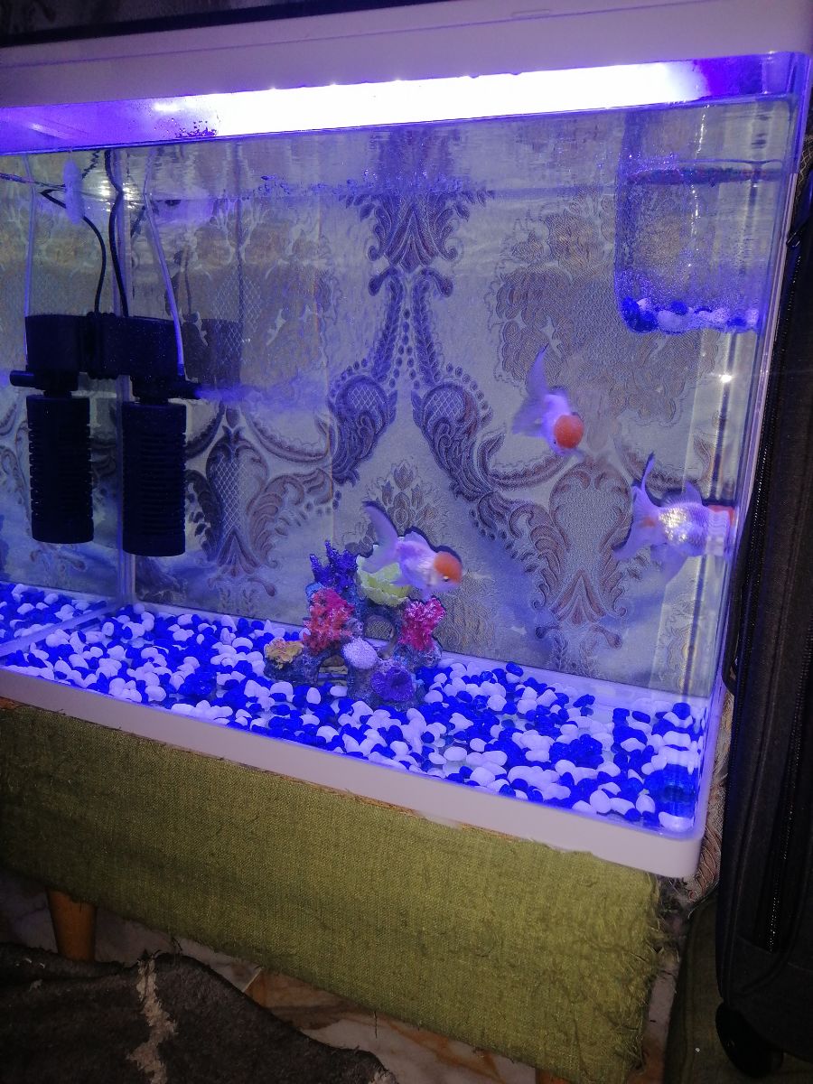 AQUARIUM - Image 2