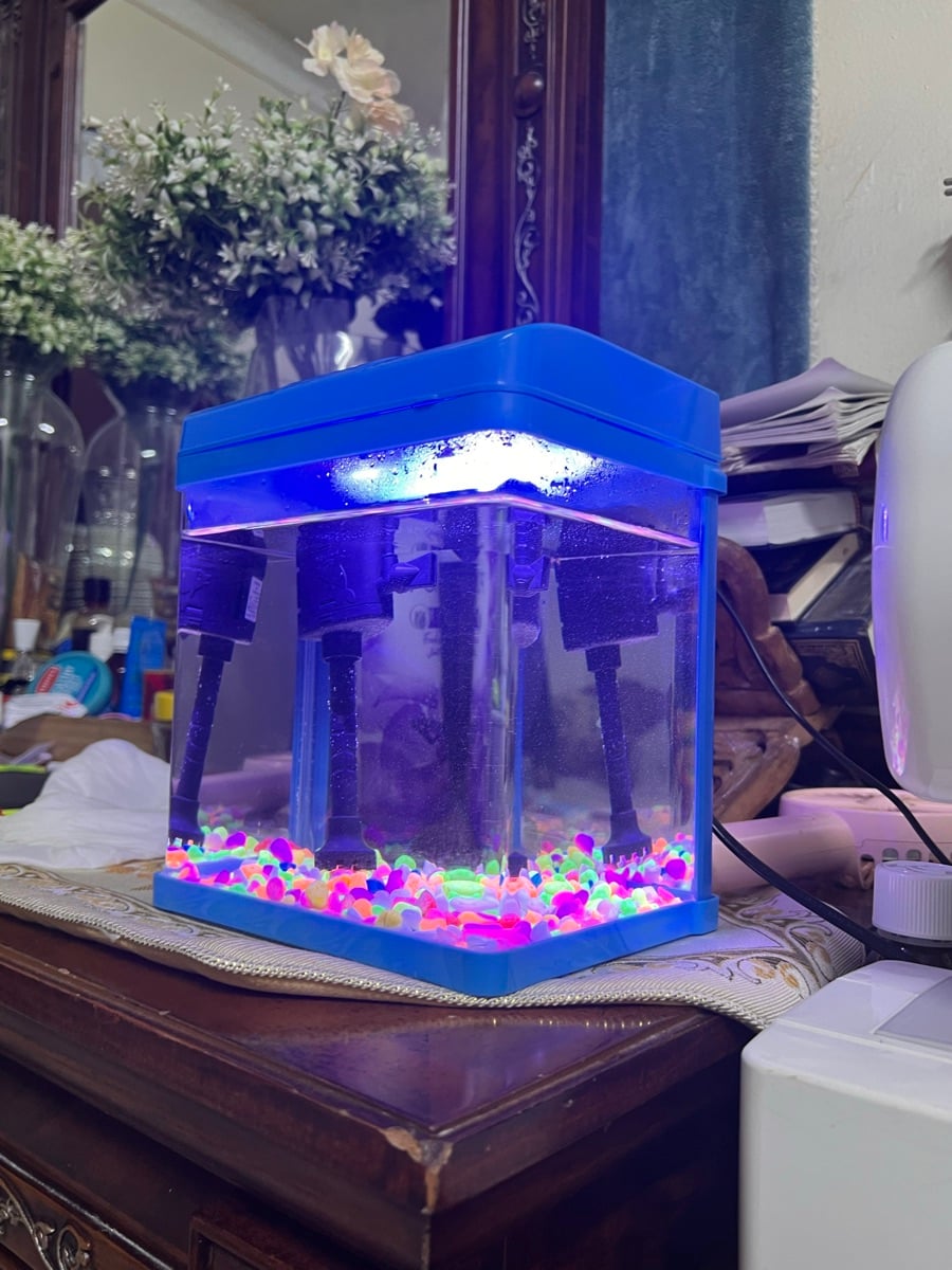 Mini fish tank - Image 6