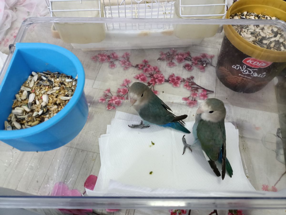 2 baby lovebirds (rose) - Image 1