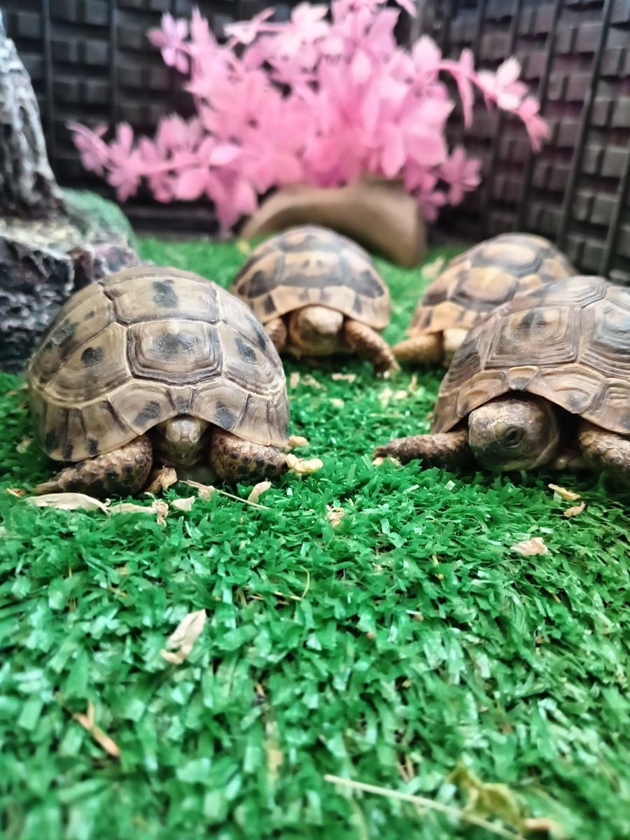 Turtle - Image 6