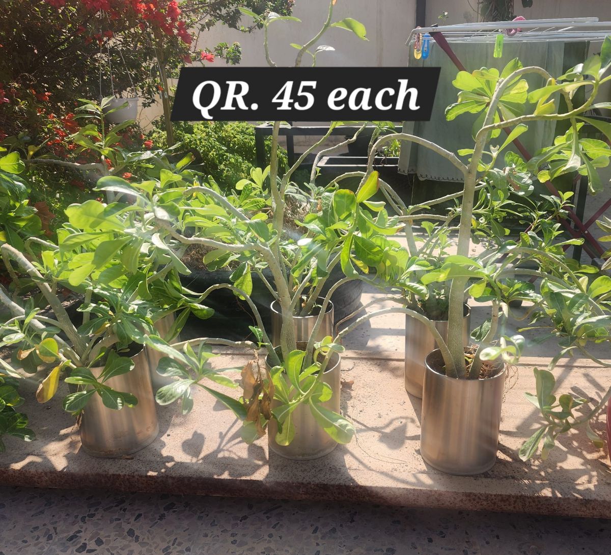 Plants for sale - Image 9