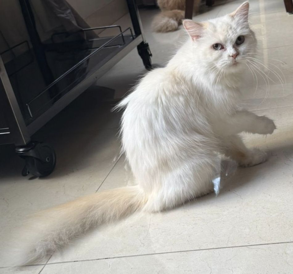 FREE cat for adoption - Image 1