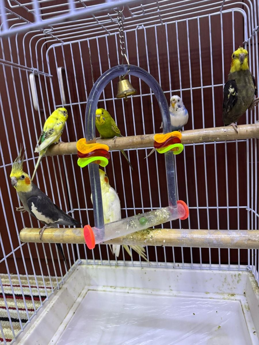 Cockatiels & Budgies Parrotd - Image 3