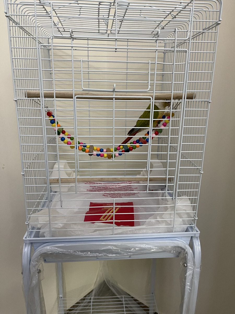 GREEN CHEEK CONURE FOR SALE - Image 4