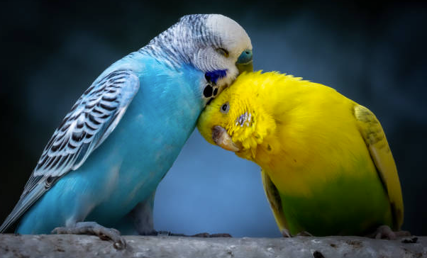 Cute innocent Budgies couple - Image 1