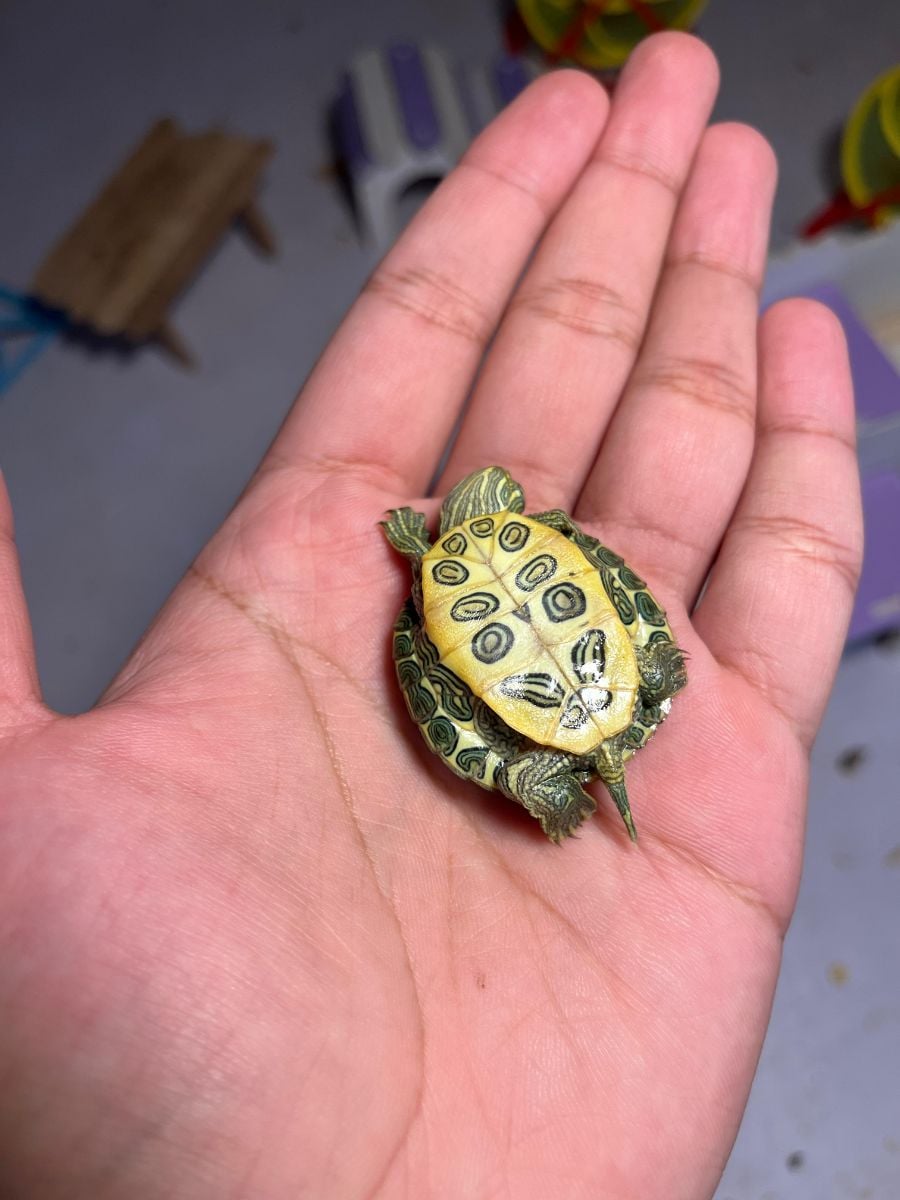 Baby Water Turtles - Image 2