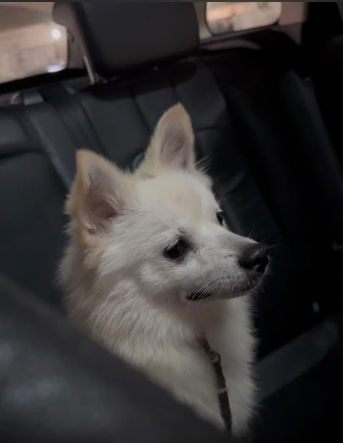 6 month female Pomeranian  - Image 2