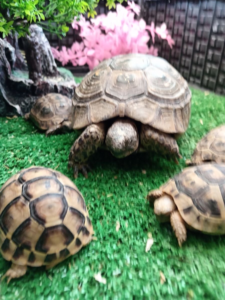 Turtle - Image 4