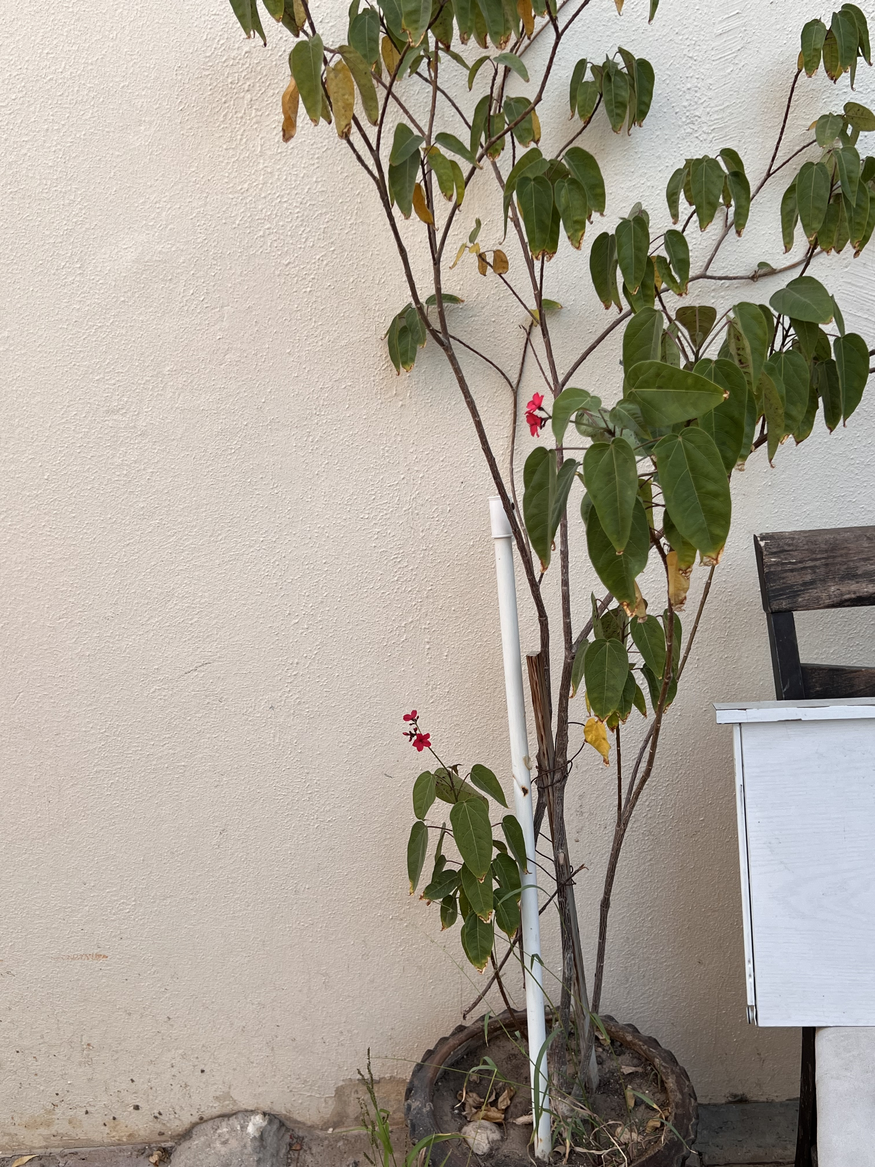 Big Plants Bougainvillea  and Desert Rose For Sale - Image 3