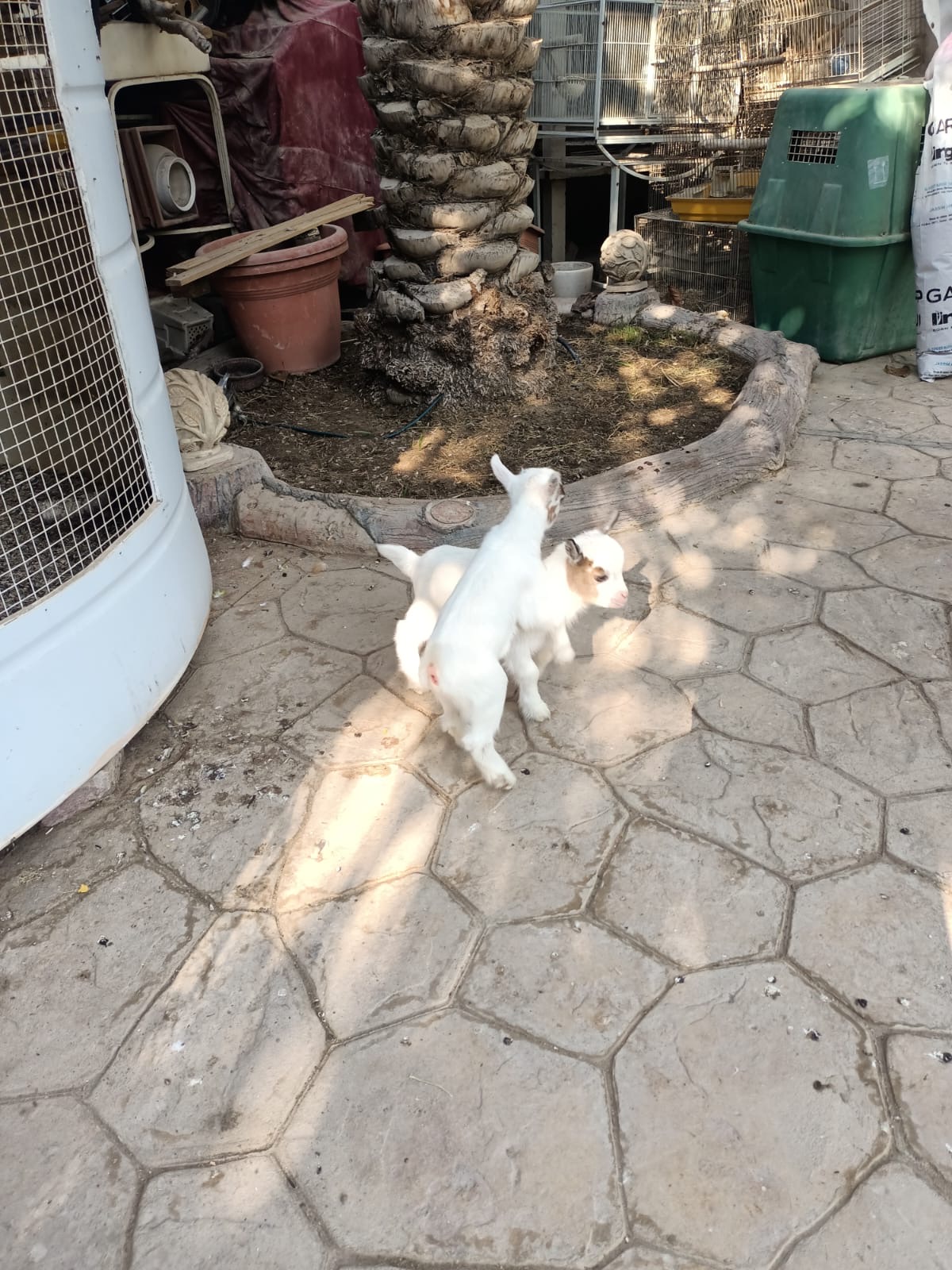 Goat For Sale 2pcs  - Image 2