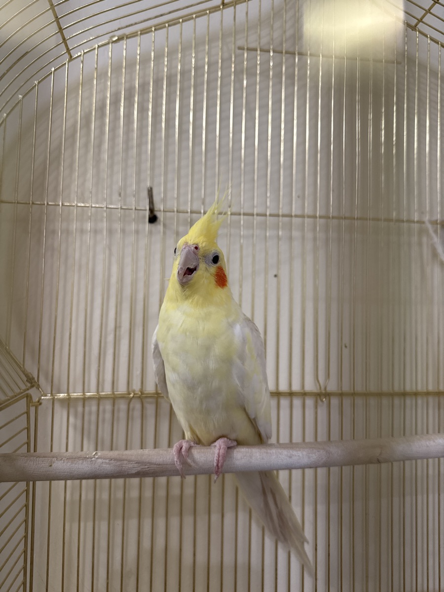 Cockatiel - Image 2