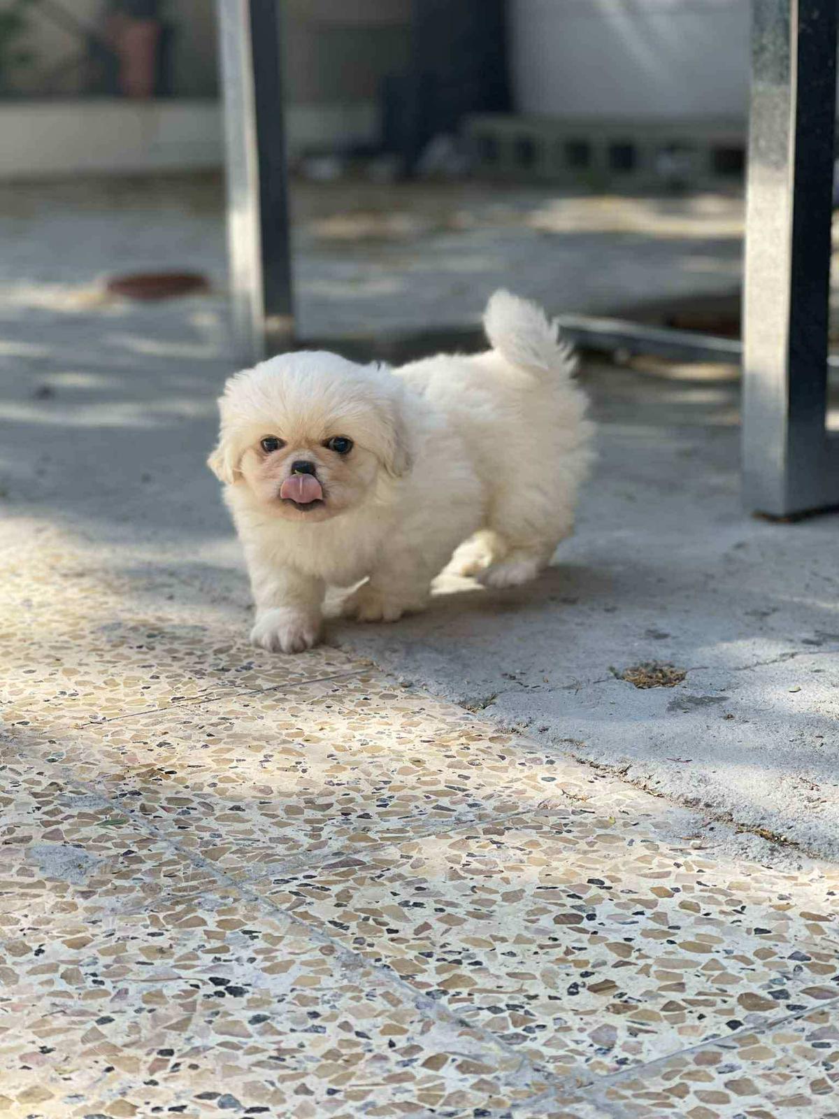 Pekingese Puppies  - Image 5