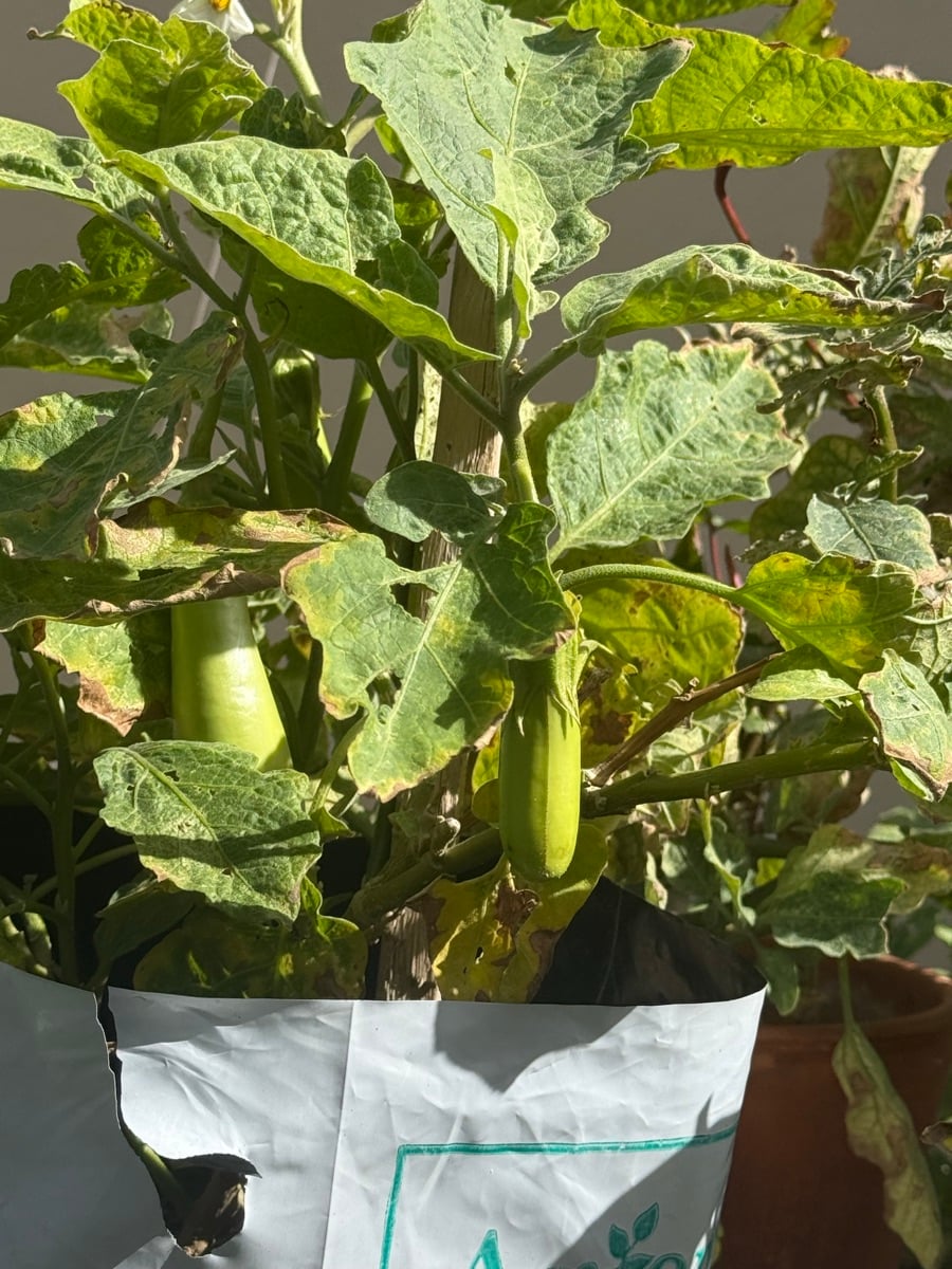 Plants - Image 3