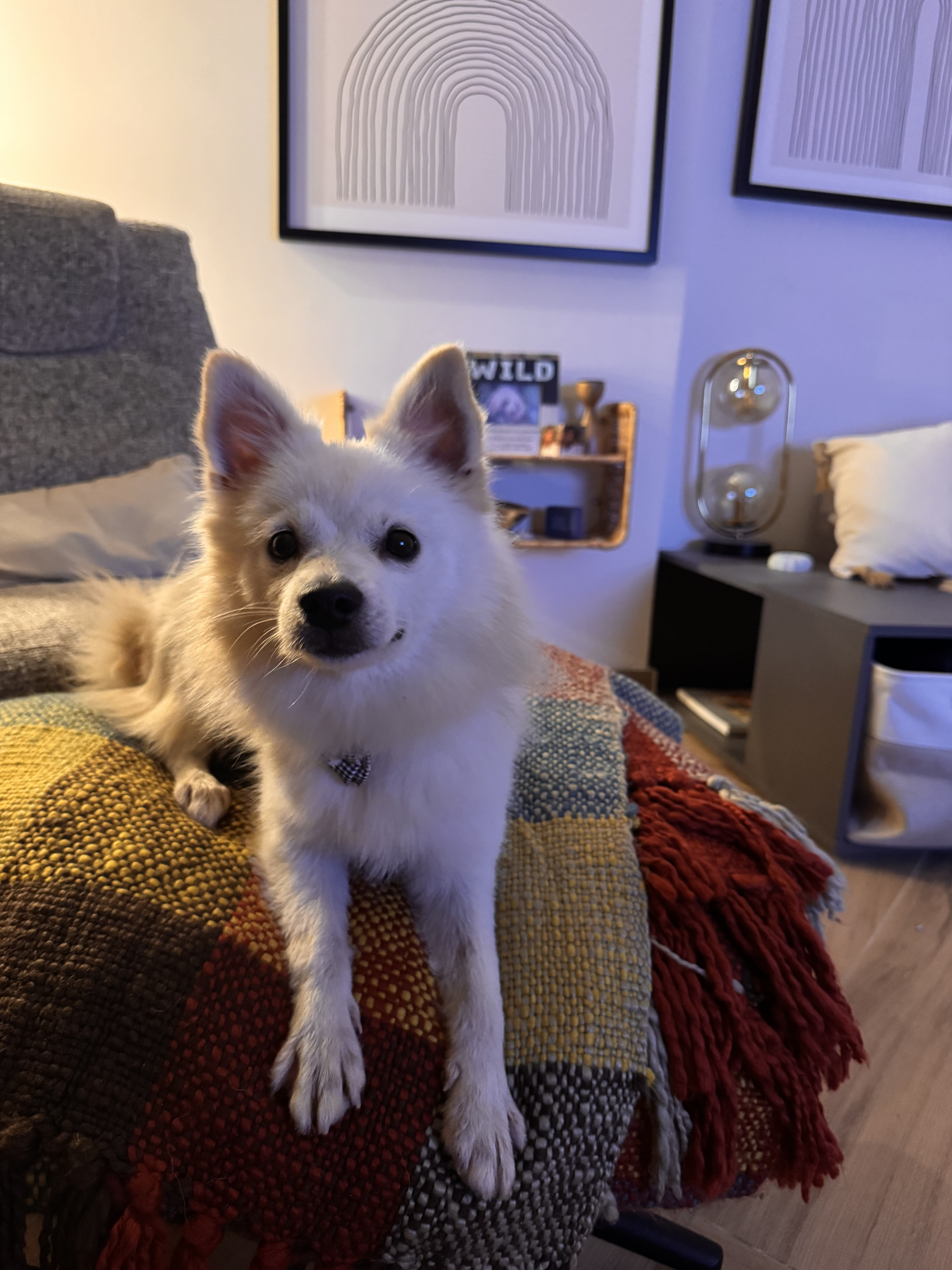 6 month female Pomeranian - Image 1