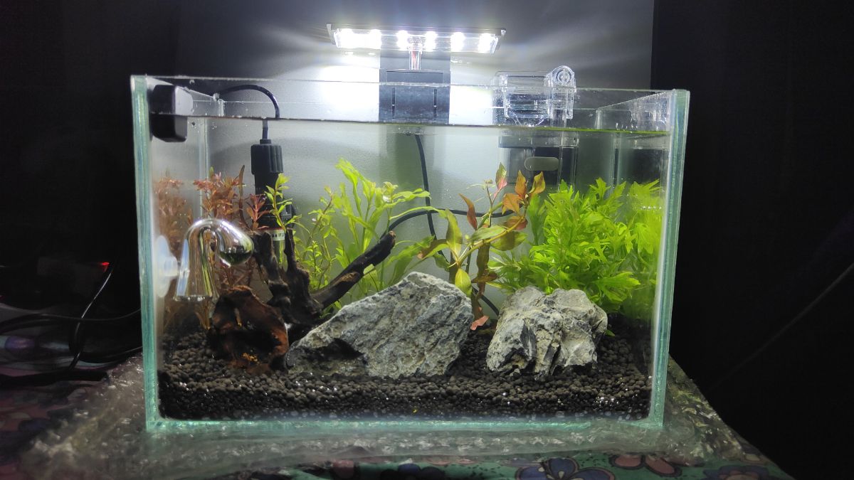 Planted Aquarium for Sale – Perfect for Office or Home Desk - Image 2