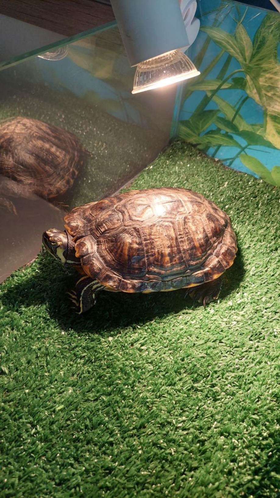 Freshwater Turtle - Image 1