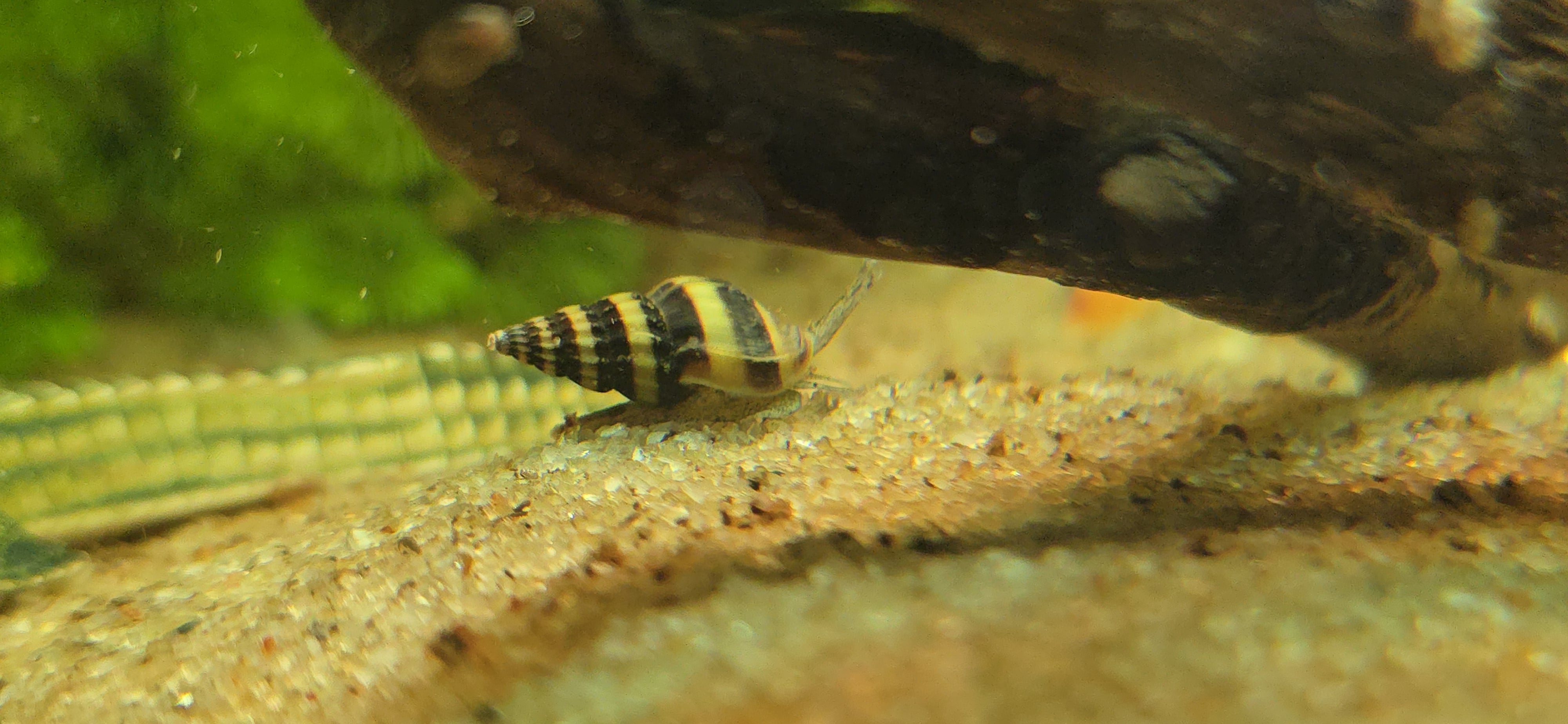 Assasin snail for Aquarium / Fish tank  - Image 3