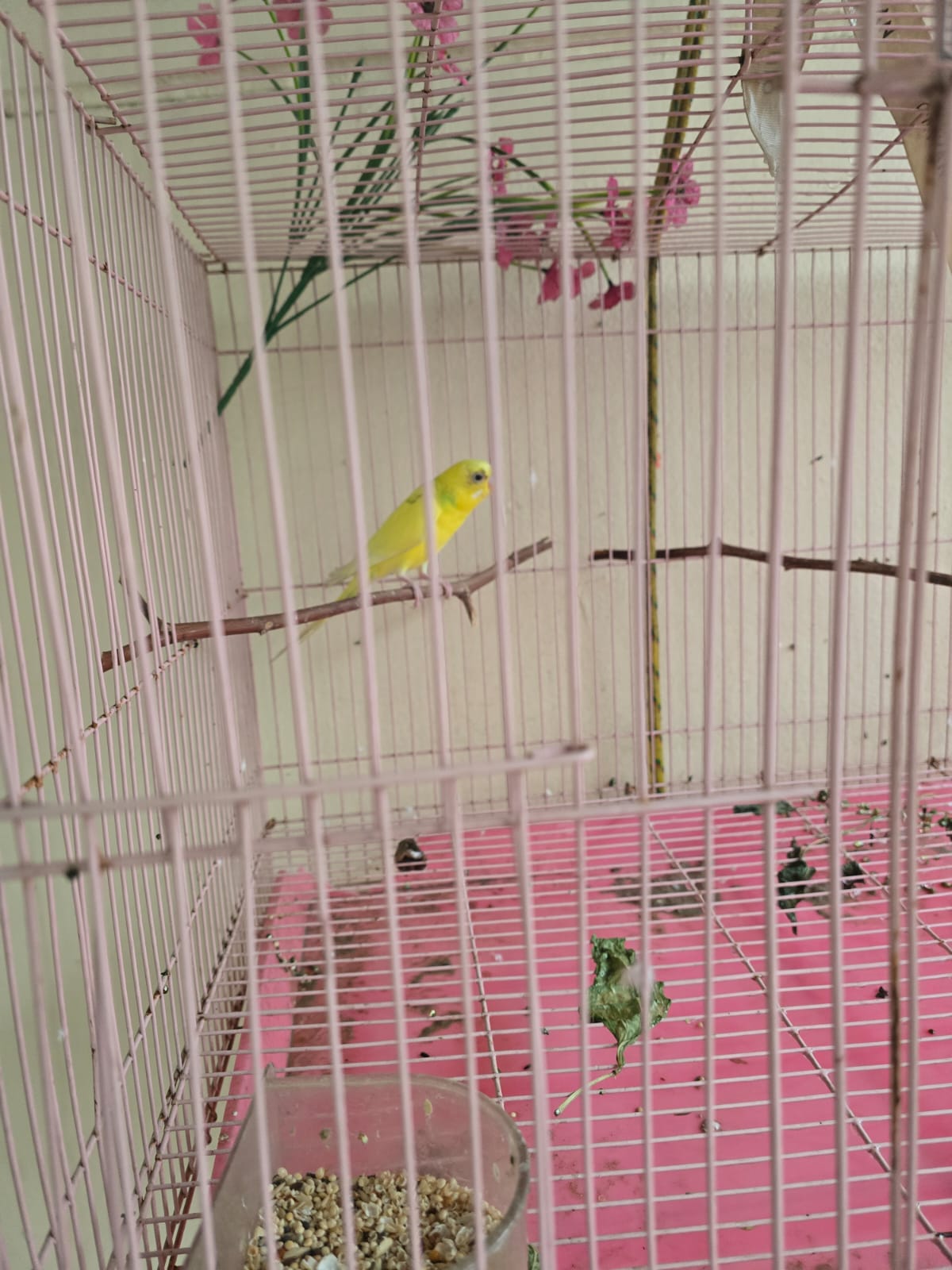 LOVE BIRDS- ABU HAMOUR - Image 2