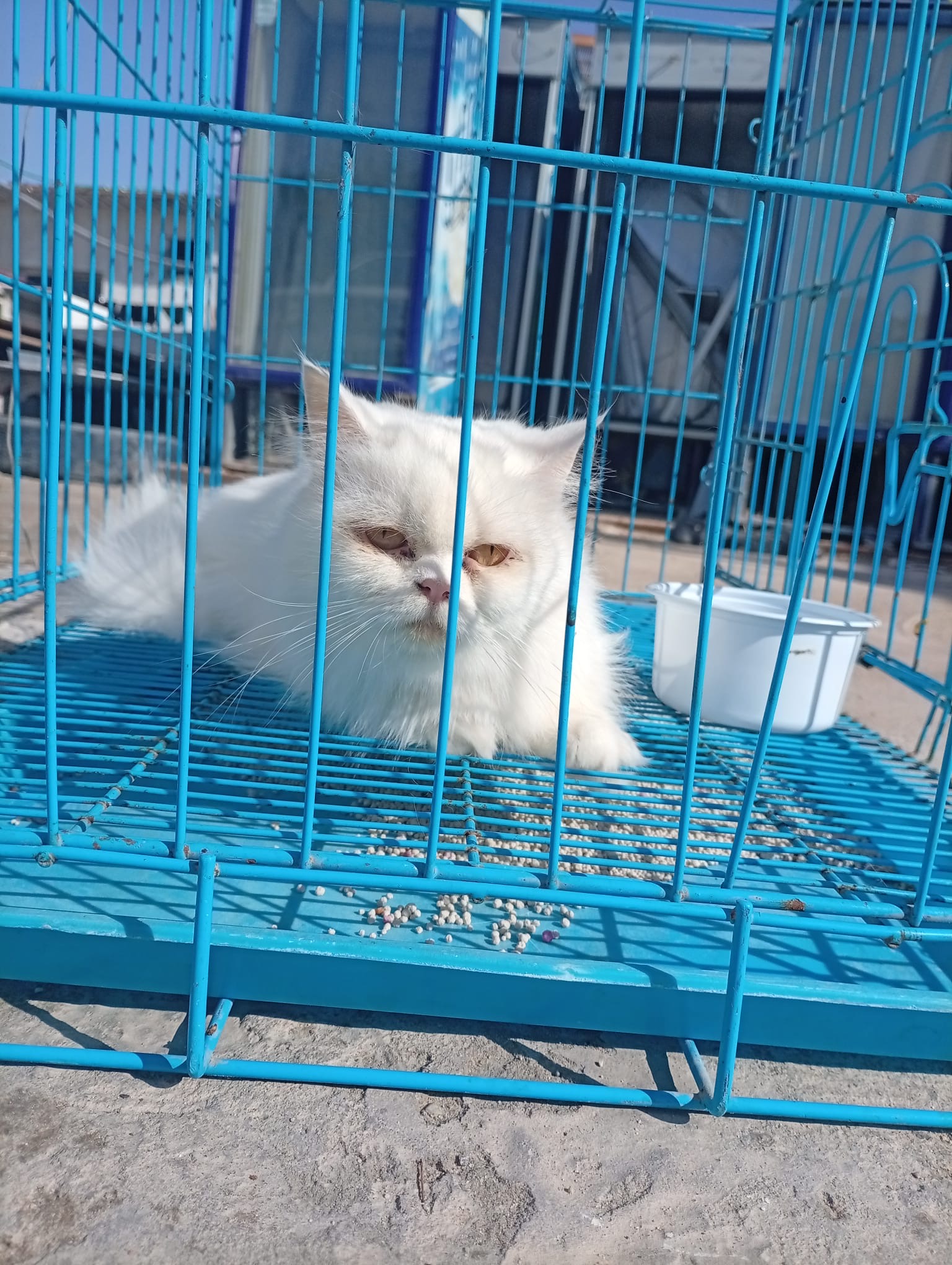 Persian male and female cat  - Image 4
