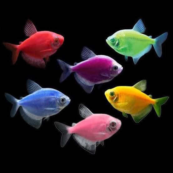 Glow fish tetra all the colurs available  - Image 2