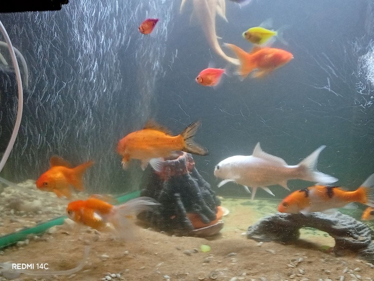 Gold fish and koi fish for sale with the tank fullset - Image 7