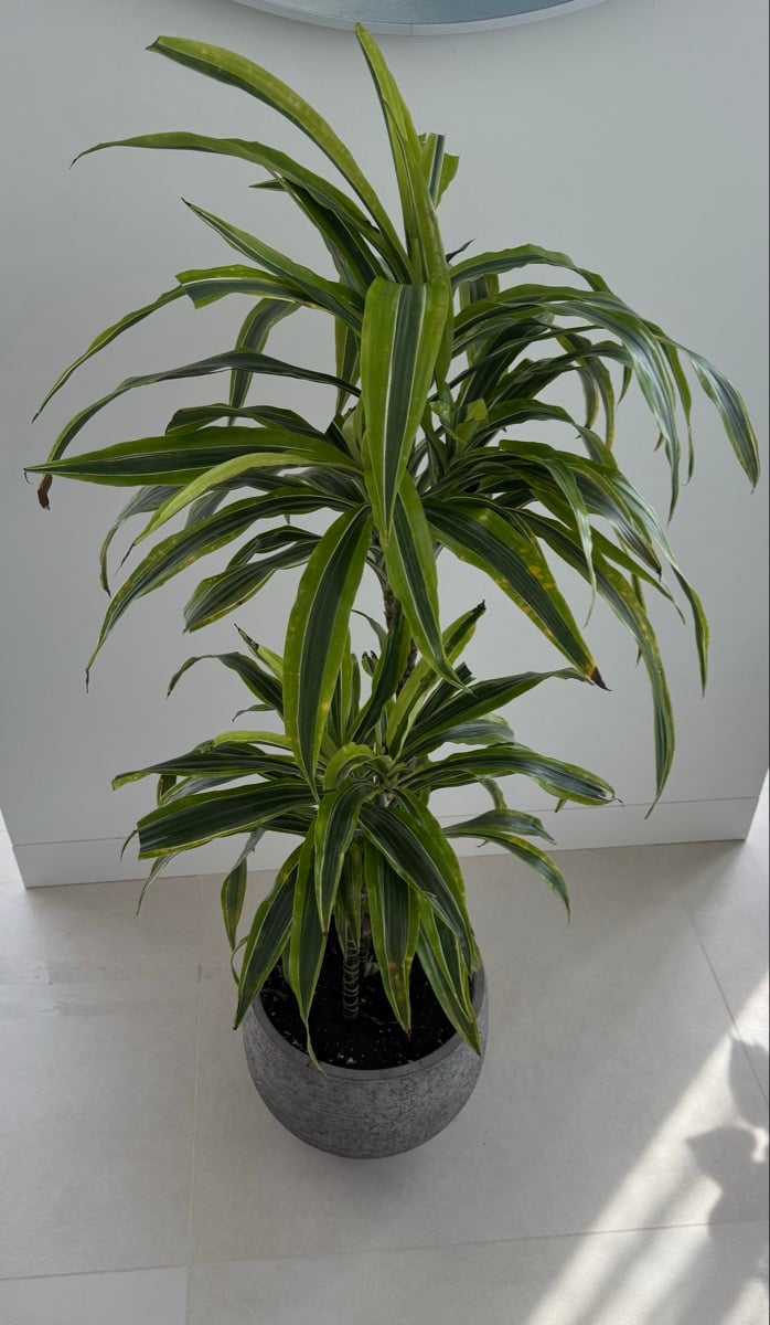 Dracaena Ulisis - Image 1