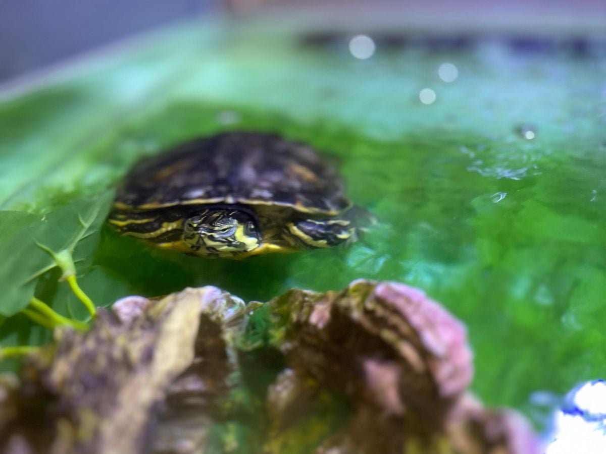 Freshwater Turtle - Image 2