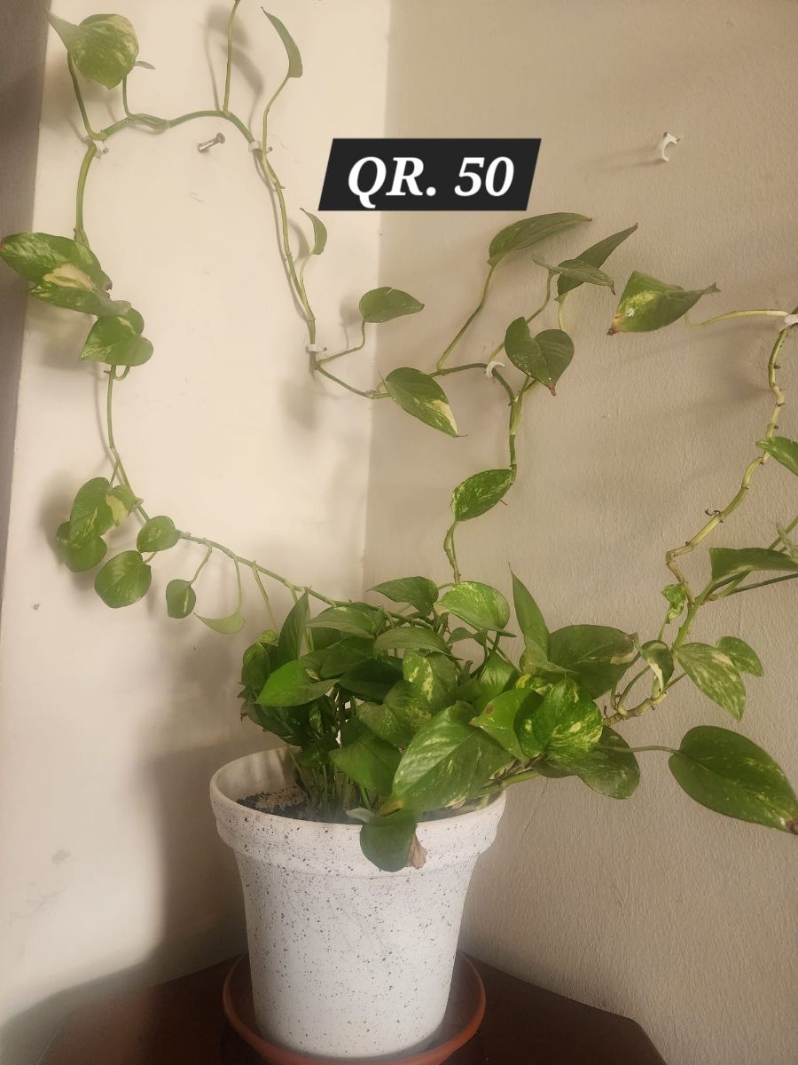 Plants for sale - Image 14