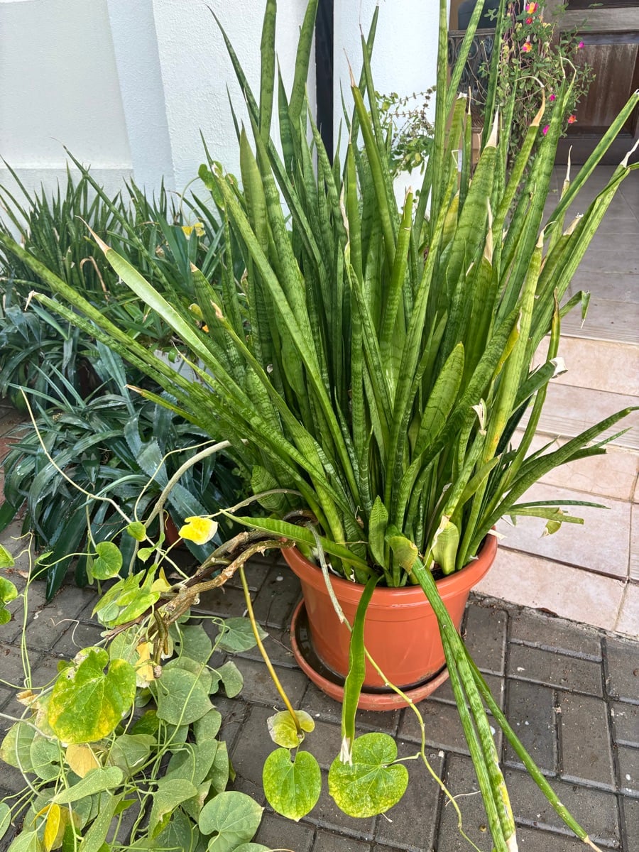 Plants - Image 2