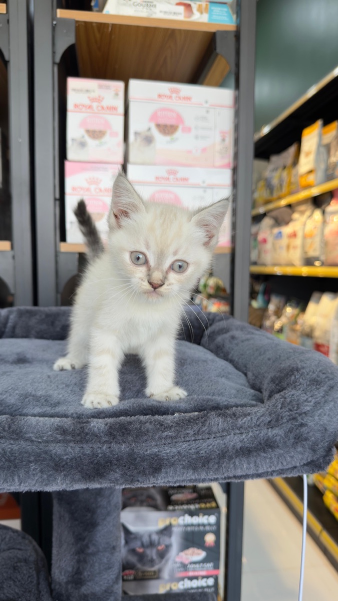 Scottish kitten straight - Image 2