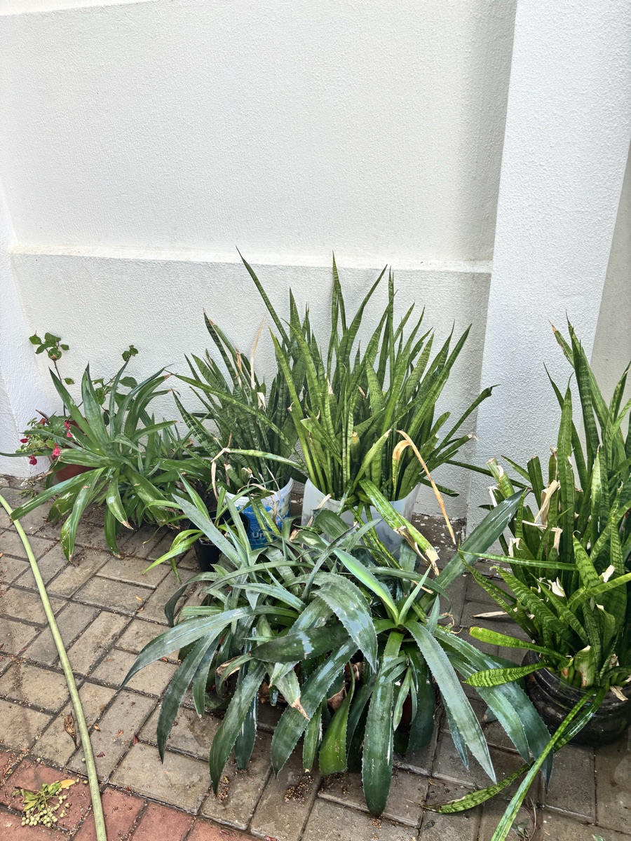 Plants - Image 11