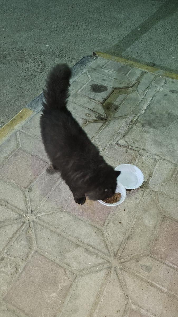 Cat , Black beautiful and fluffy - Image 4