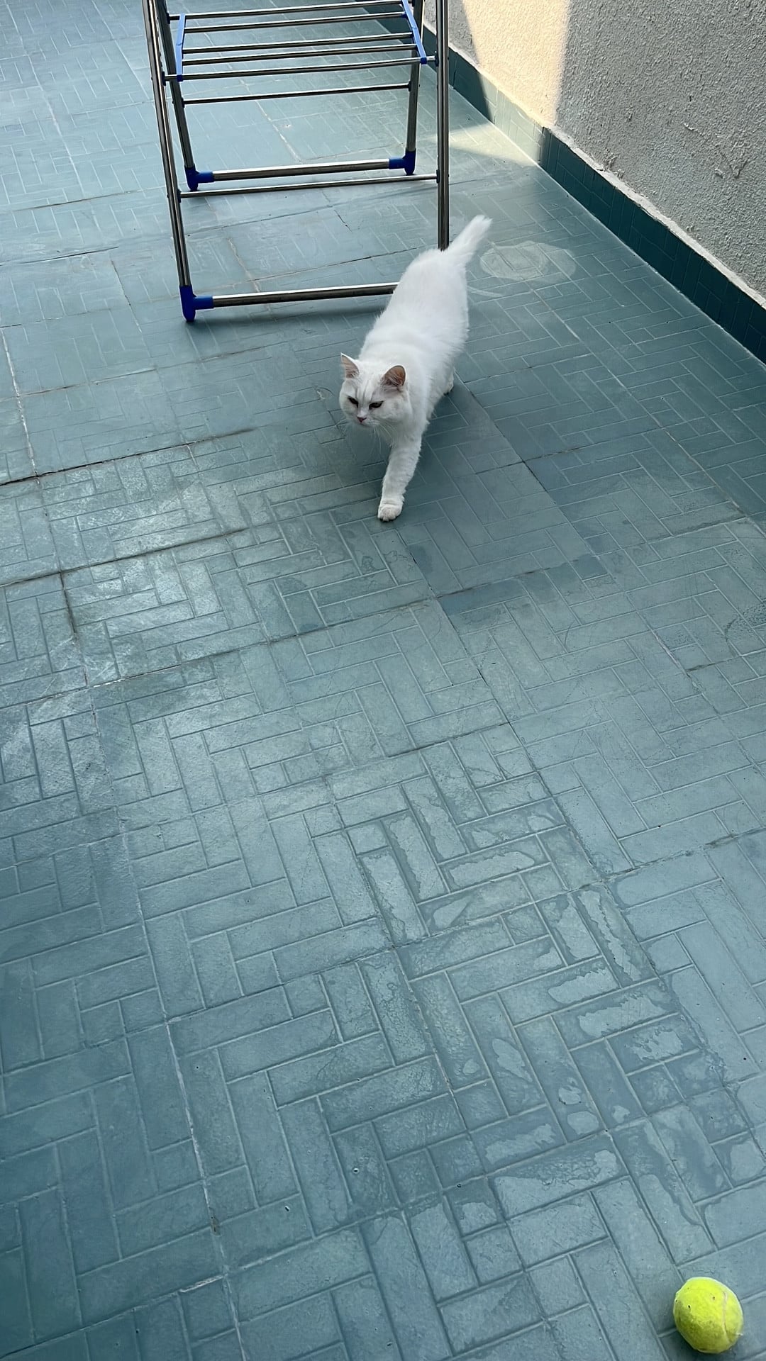 Female persian cat spayed - Image 4