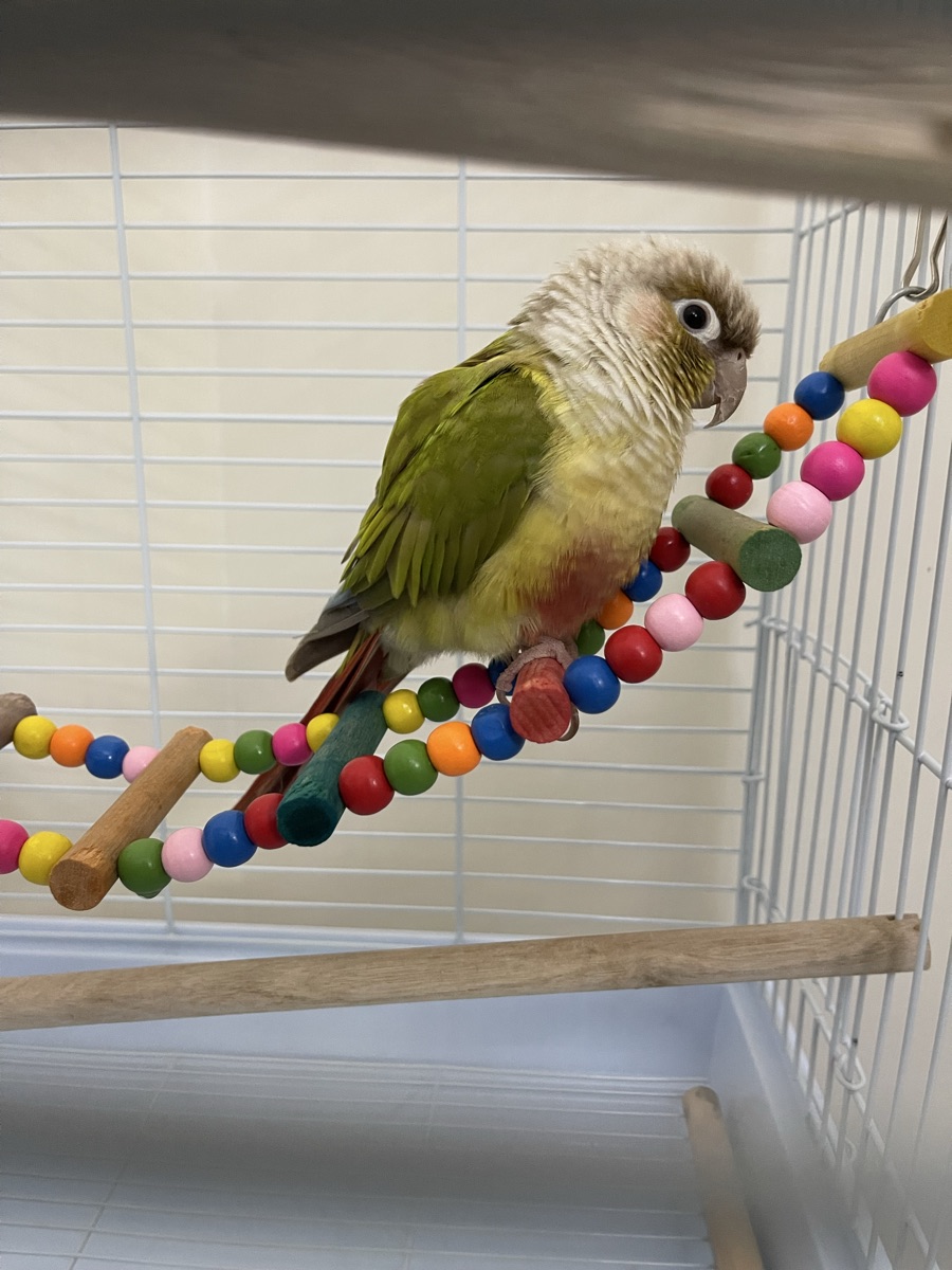GREEN CHEEK CONURE FOR SALE - Image 1