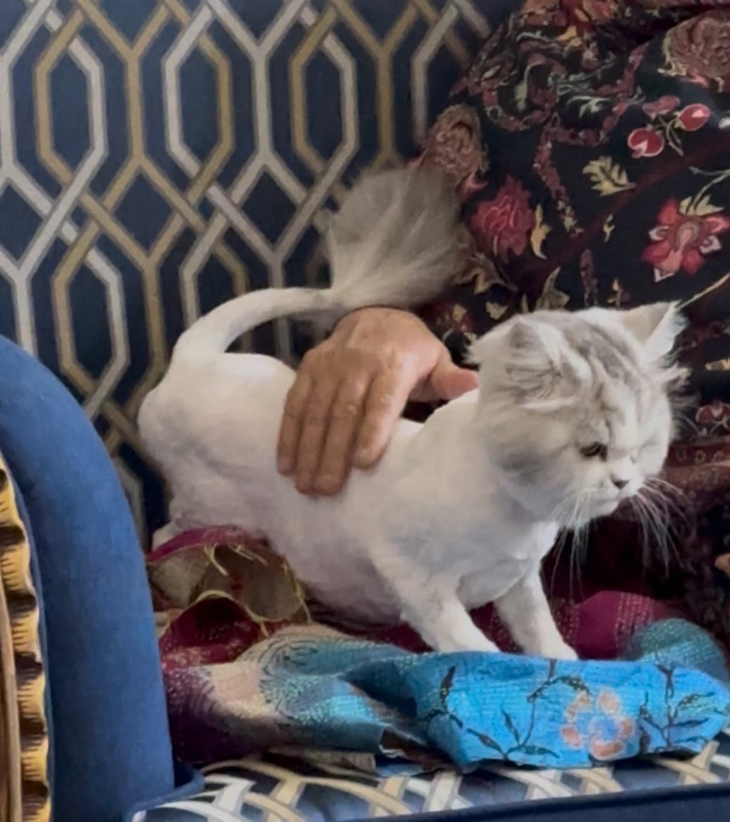 Cat for adoption - Image 8