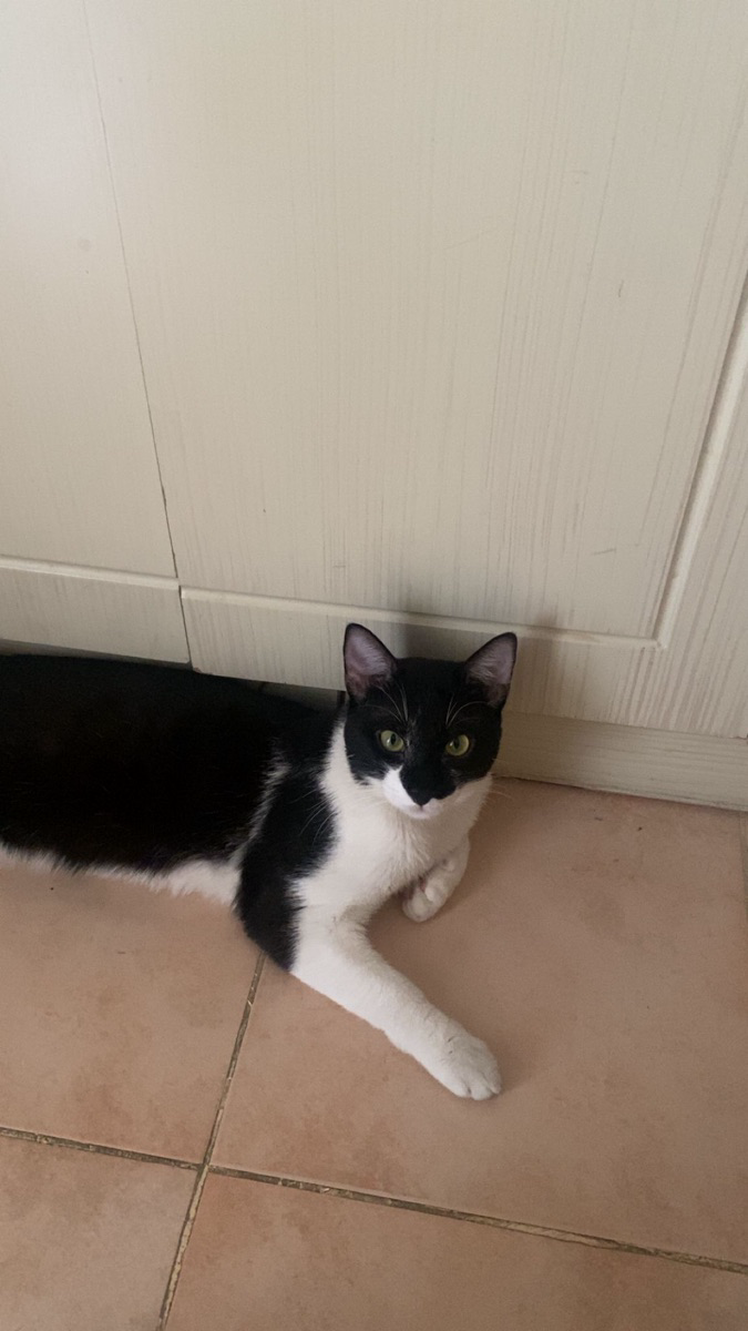 Adorable cat - Image 3