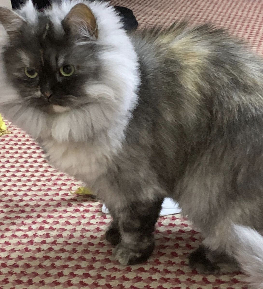Siberian female cat with greenish hazel eyes - Image 6