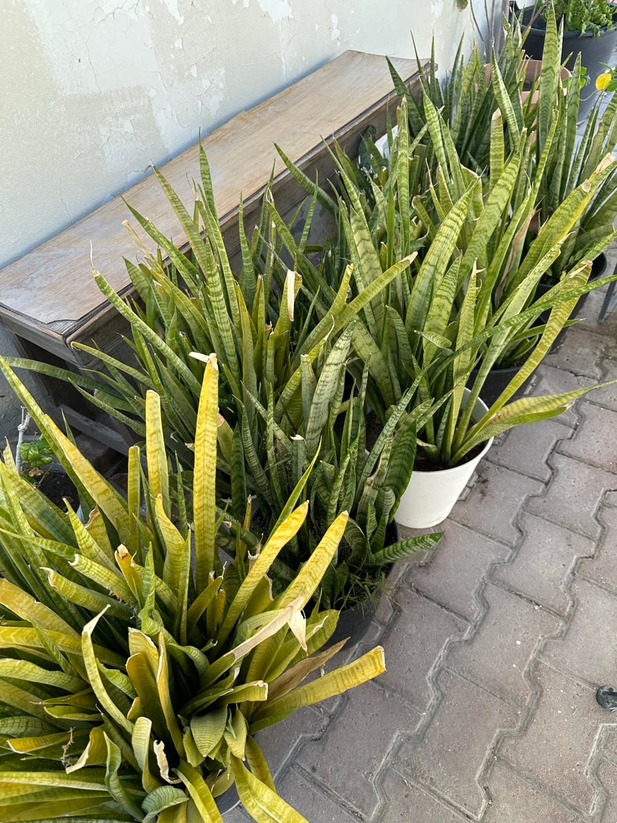 Plants - Image 8