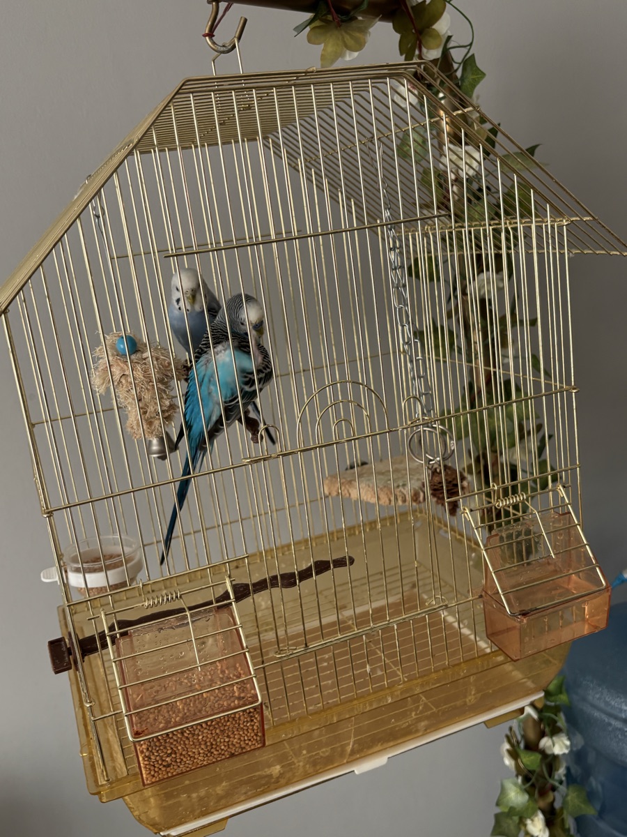 Birds - Image 2