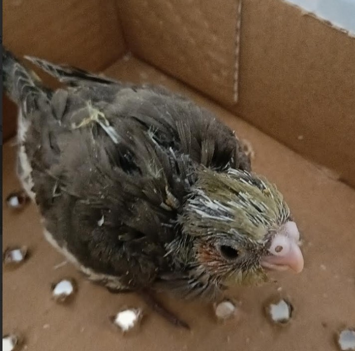 Cockatiel Chicks - Image 2