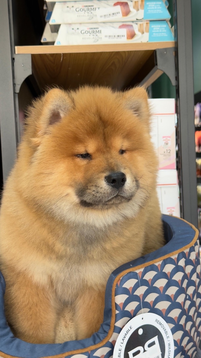 Chow chow puppy - Image 1