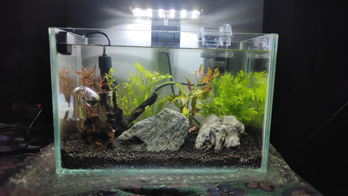 Planted Aquarium for Sale – Perfect for Office or Home Desk - Image 3