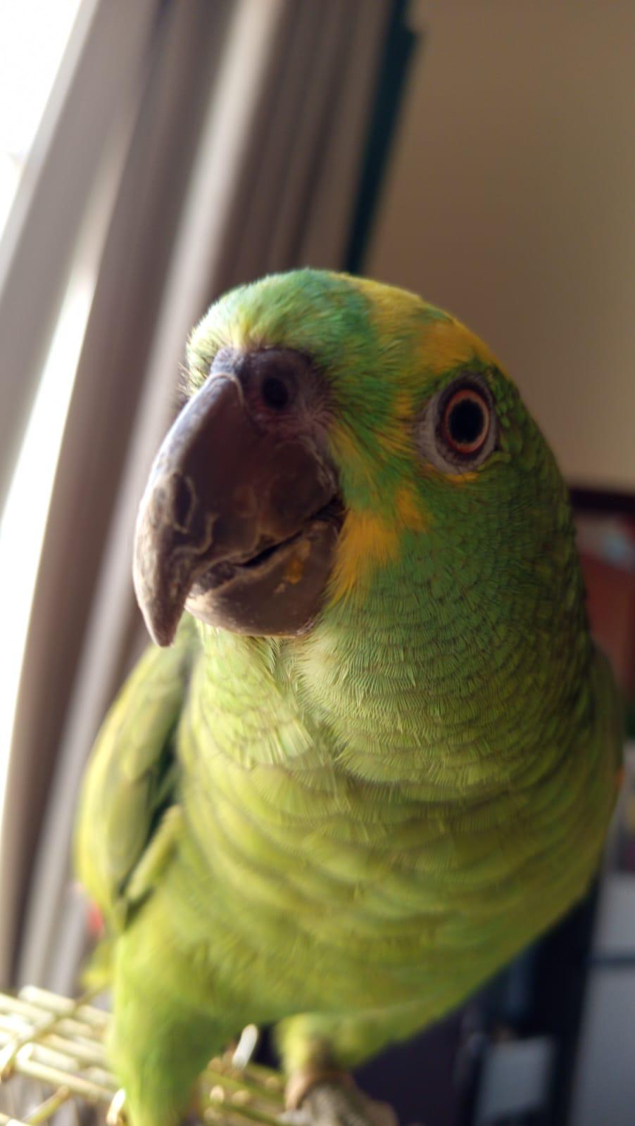 Blue fronted amazon playful fully tamed with cage - Image 2