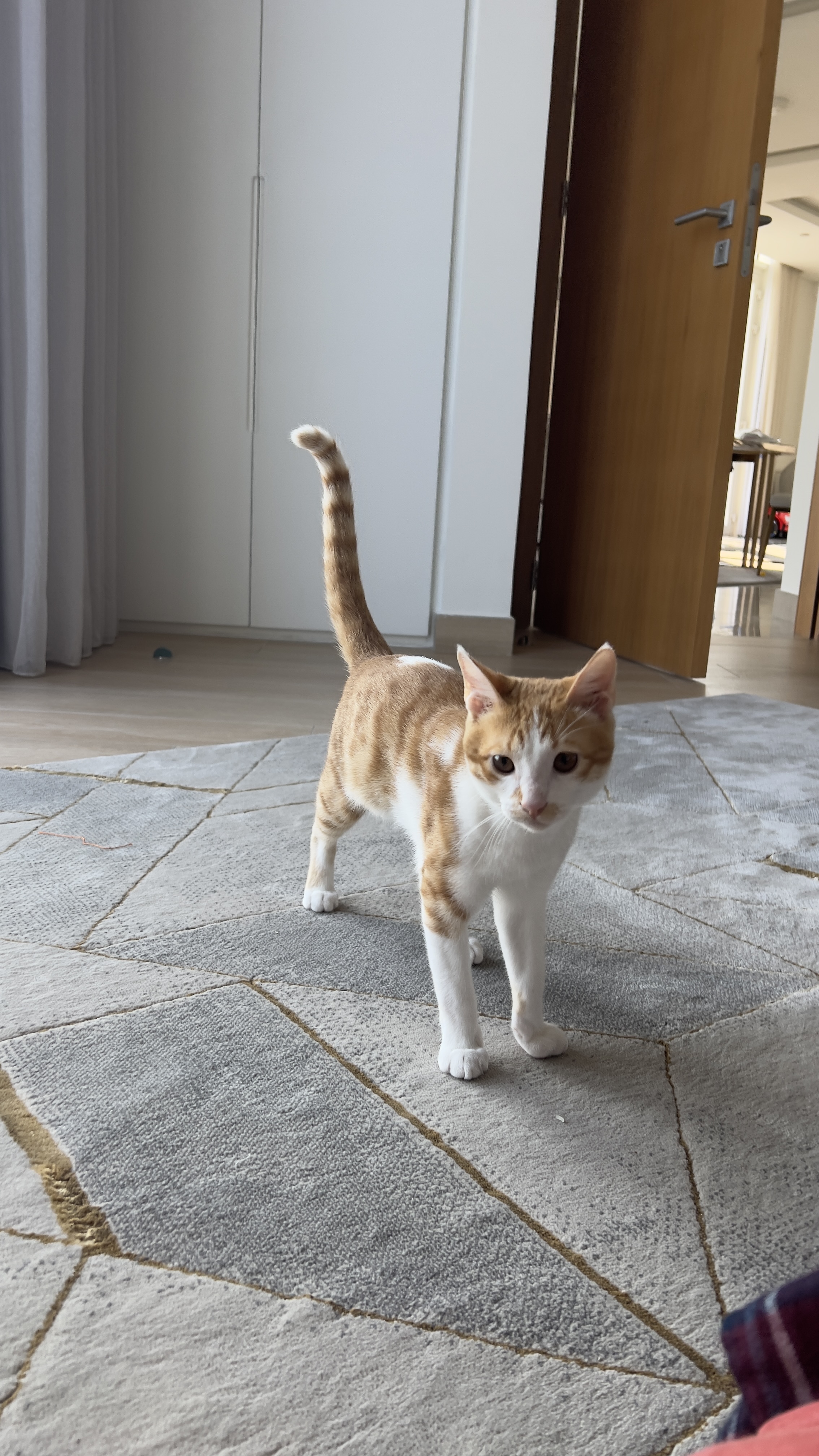 Kitten for Adoption - Image 4