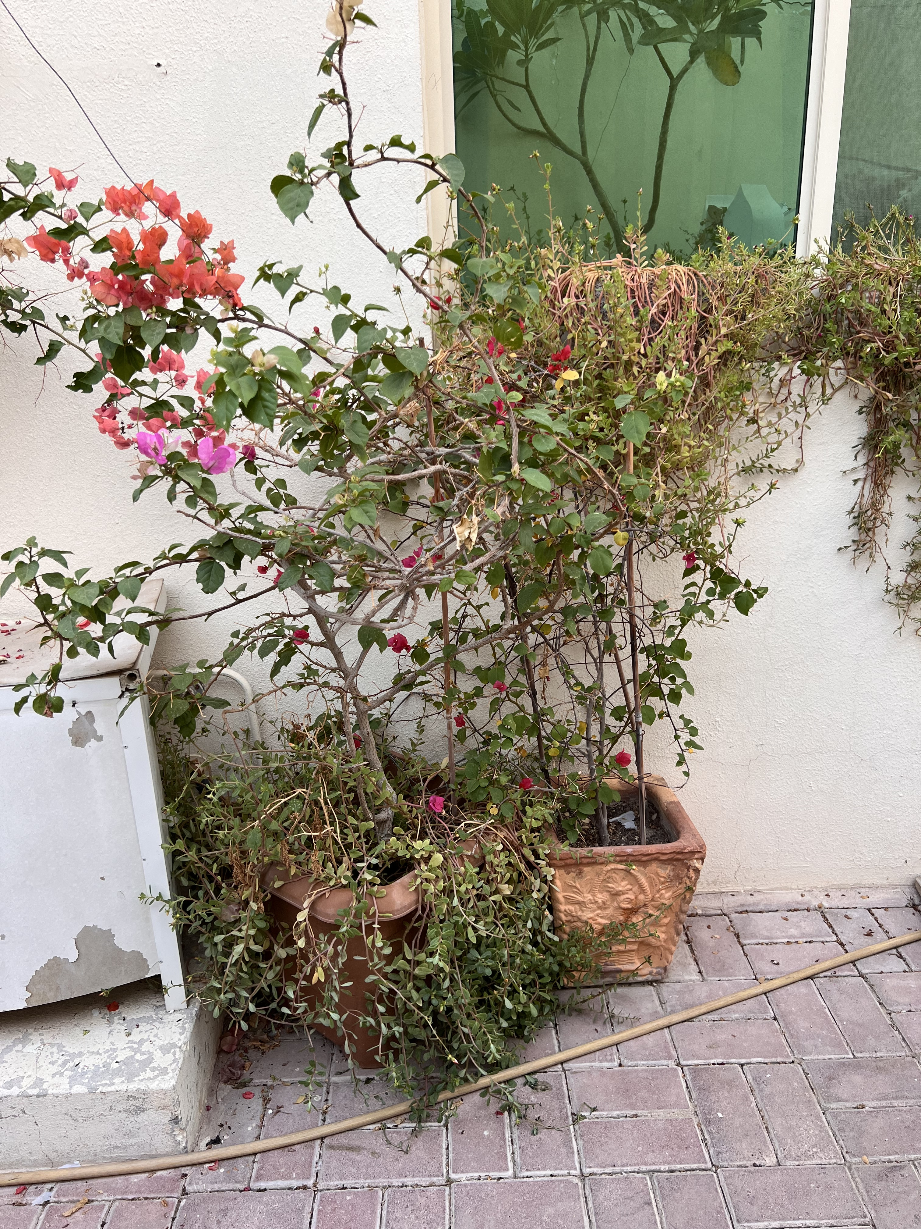 Big Plants Bougainvillea  and Desert Rose For Sale - Image 5