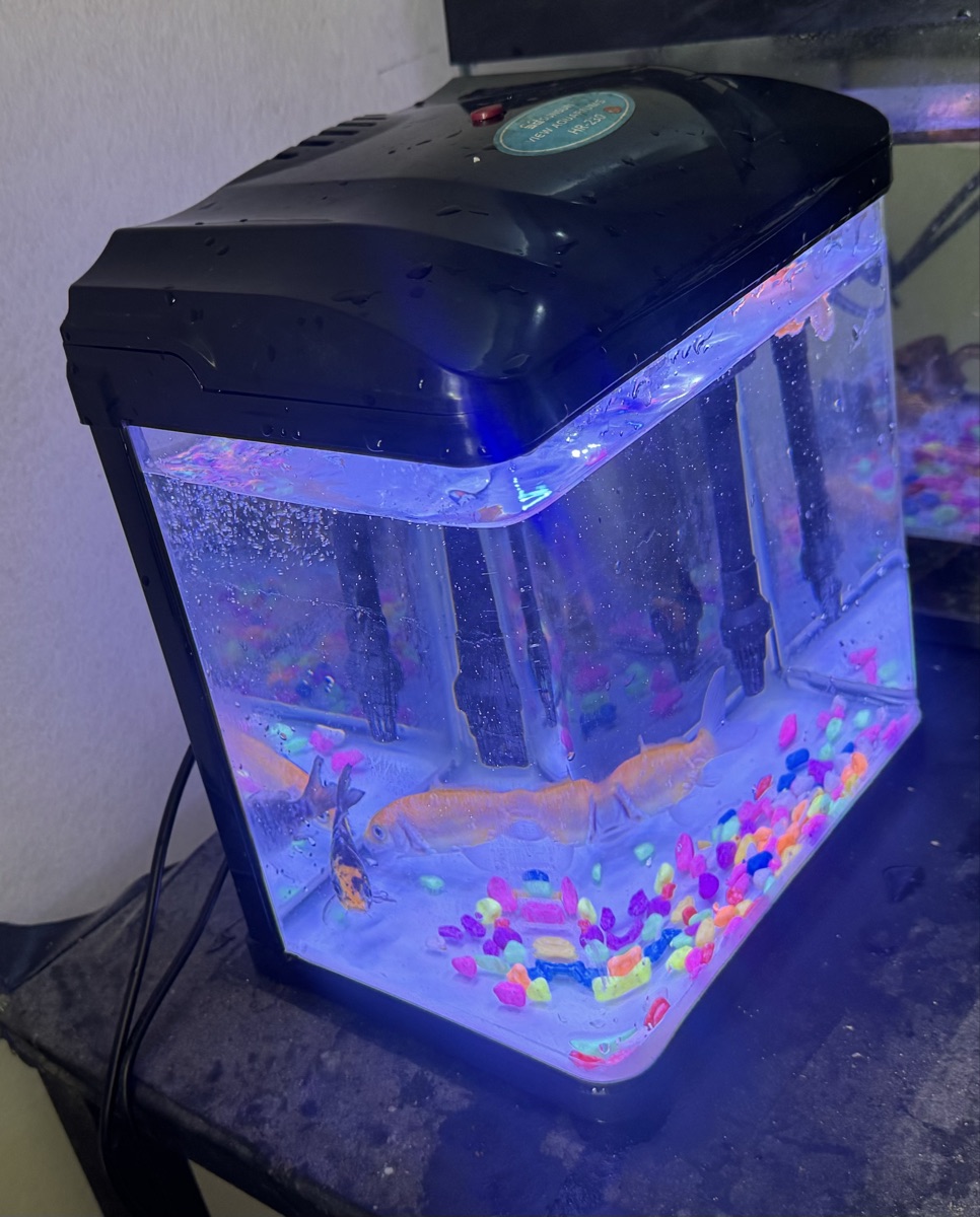 Fish’s with aquarium - Image 2