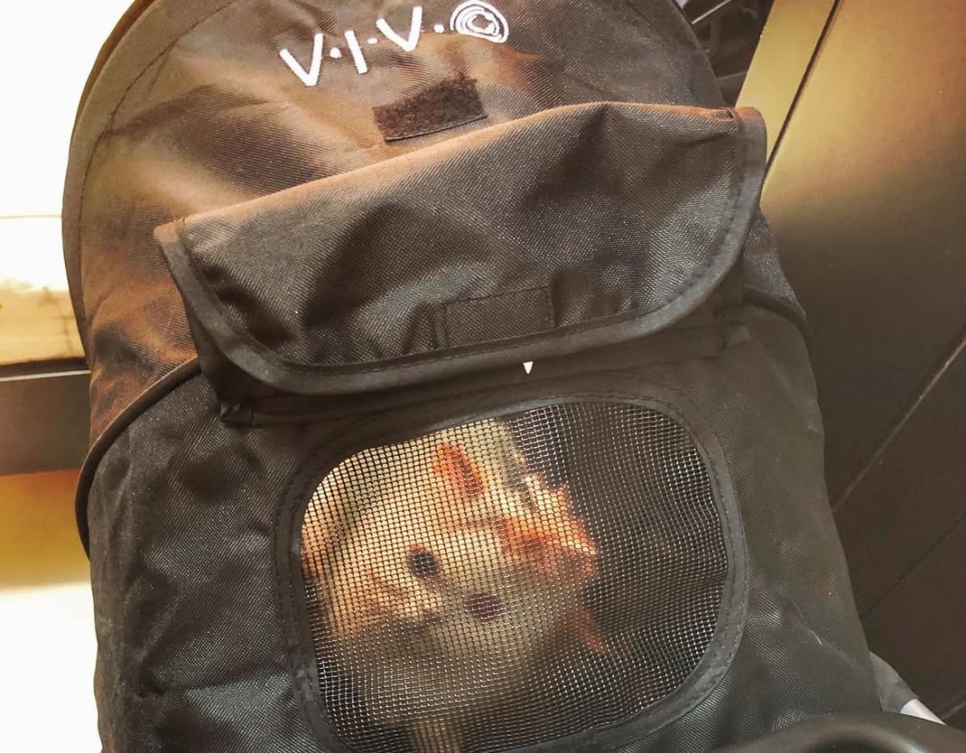 VIVO Black 4-Wheel Foldable Pet Stroller for Cat & Dog - Image 4