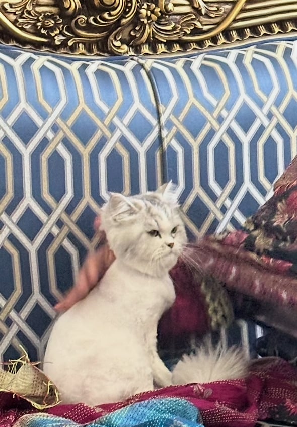 Cat for adoption - Image 7