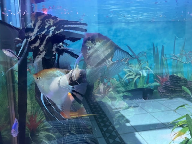 Fish tank with Angel fishes and others - Image 2