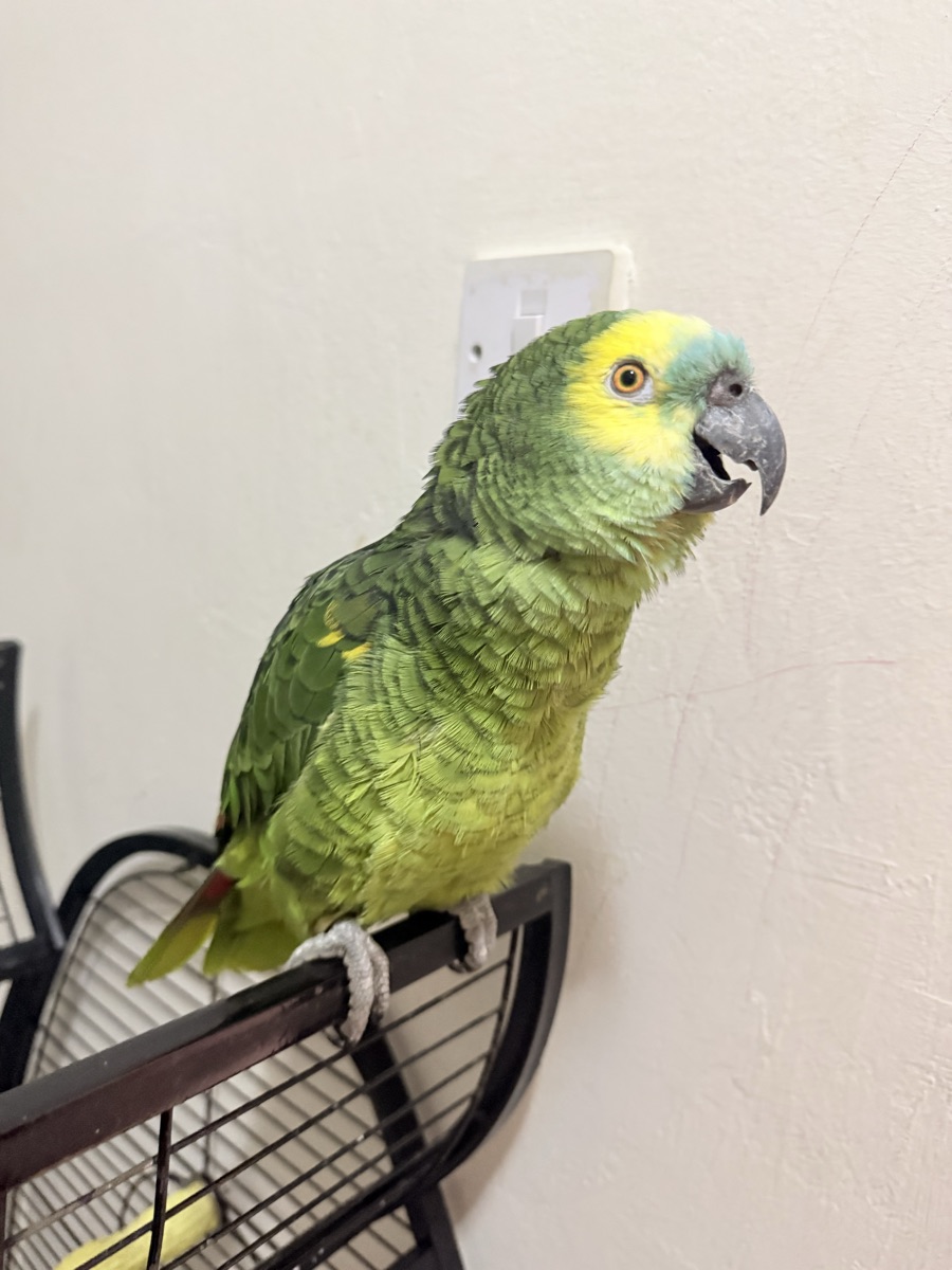 Bird - Image 4